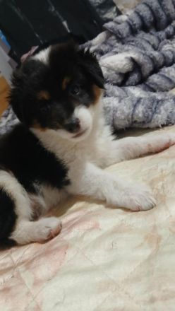 Welpenbabys auf der Suche nach ihrem neuen Zuhause (reserviert)🐶🏡