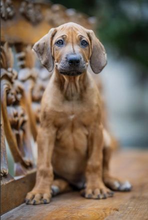 Rhodesian Ridgeback Welpe aus FCI-anerkannter Zuchtstätte zu verkaufen