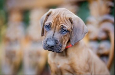 Rhodesian Ridgeback Welpe aus FCI-anerkannter Zuchtstätte zu verkaufen