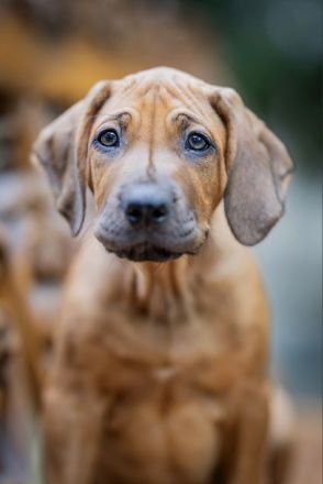 Rhodesian Ridgeback Welpe aus FCI-anerkannter Zuchtstätte zu verkaufen