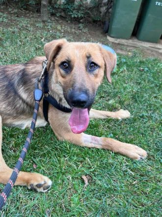 Ayran- ein treuer Freund fürs Leben sucht dich!🩵🐶