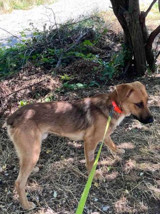 Ayran- ein treuer Freund fürs Leben sucht dich!🩵🐶