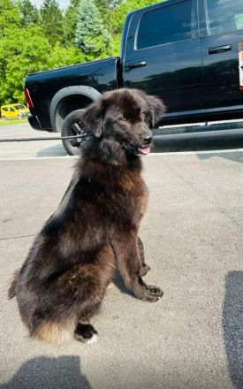 Ein sonniges Herz sucht ein Zuhause: Sunny wartet auf dich🌞🐶