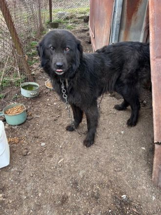 Ein sonniges Herz sucht ein Zuhause: Sunny wartet auf dich🌞🐶