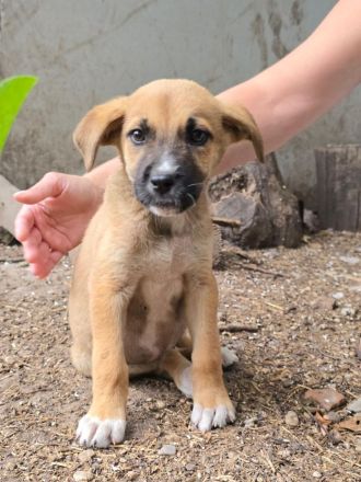Dana (reserviert) und David - süße Welpenbabys suchen ihr für immer Zuhause😇🐶