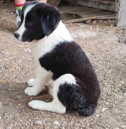 Dana (reserviert) und David - süße Welpenbabys suchen ihr für immer Zuhause😇🐶