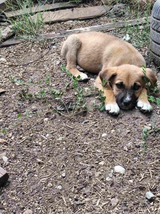 Dana (reserviert) und David - süße Welpenbabys suchen ihr für immer Zuhause😇🐶