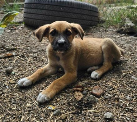 Dana (reserviert) und David - süße Welpenbabys suchen ihr für immer Zuhause😇🐶