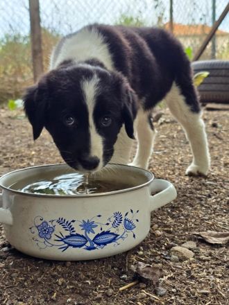 Dana (reserviert) und David - süße Welpenbabys suchen ihr für immer Zuhause😇🐶