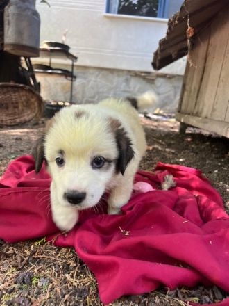 3 Welpenbabys auf der Suche nach ihrem für immer zuhause🐶🏡🍀