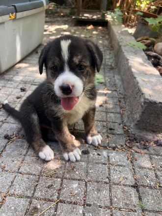 3 Welpenbabys auf der Suche nach ihrem für immer zuhause🐶🏡🍀