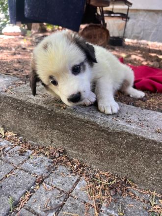 3 Welpenbabys auf der Suche nach ihrem für immer zuhause🐶🏡🍀