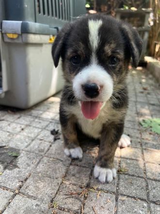 3 Welpenbabys auf der Suche nach ihrem für immer zuhause🐶🏡🍀