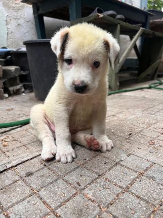 3 Welpenbabys auf der Suche nach ihrem für immer zuhause🐶🏡🍀