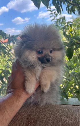 Süße Teddy-Zwergpomeranian Hündin sucht ein liebevolles Zuhause