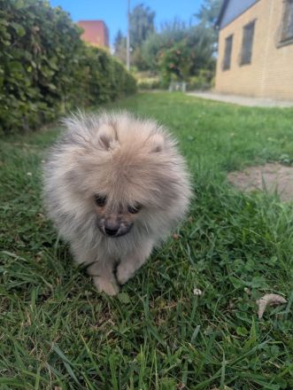 Süße Teddy-Zwergpomeranian Hündin sucht ein liebevolles Zuhause