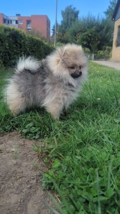 Süße Teddy-Zwergpomeranian Hündin sucht ein liebevolles Zuhause