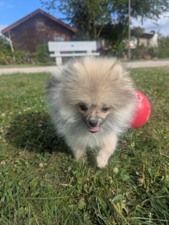 Süße Teddy-Zwergpomeranian Hündin sucht ein liebevolles Zuhause