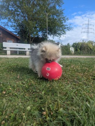 Süße Teddy-Zwergpomeranian Hündin sucht ein liebevolles Zuhause
