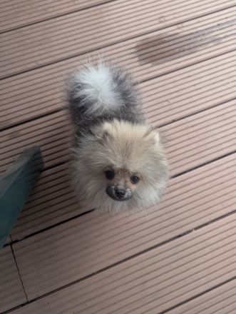 Süße Teddy-Zwergpomeranian Hündin sucht ein liebevolles Zuhause
