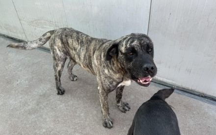 Prachtkerl Buddie sucht seinen Menschen