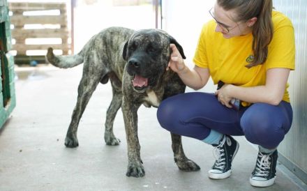 Prachtkerl Buddie sucht seinen Menschen