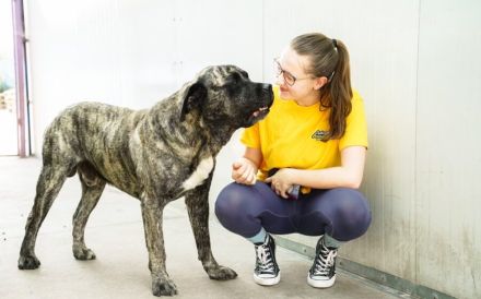 Prachtkerl Buddie sucht seinen Menschen