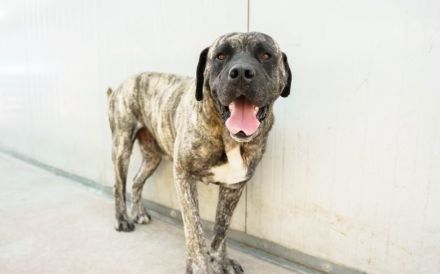 Prachtkerl Buddie sucht seinen Menschen