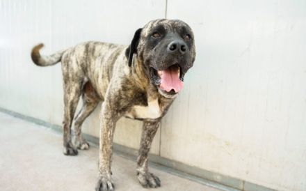 Prachtkerl Buddie sucht seinen Menschen