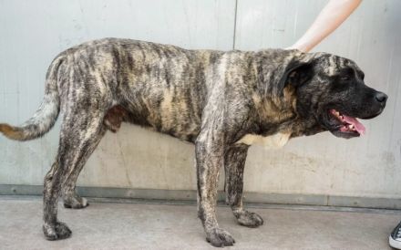 Prachtkerl Buddie sucht seinen Menschen