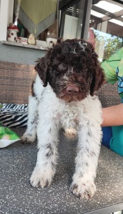 Lagotto Romagnolo