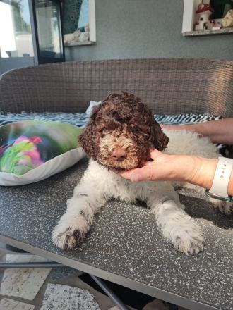 Lagotto Romagnolo