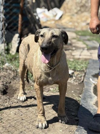 Sahara- Traumhündin sucht liebevolles Zuhause💓🐶