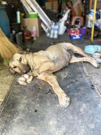 Sahara- Traumhündin sucht liebevolles Zuhause💓🐶