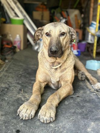 Sahara- Traumhündin sucht liebevolles Zuhause💓🐶