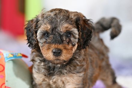 Zuckersüße Toy-Zwergpudel Babys suchen ein liebevolles Zuhause!