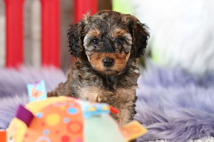 Zuckersüße Toy-Zwergpudel Babys suchen ein liebevolles Zuhause!