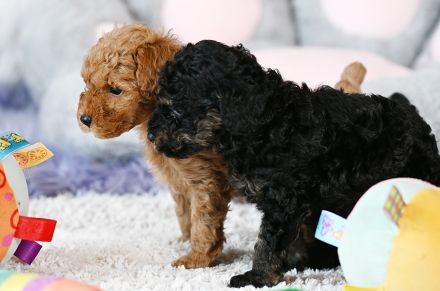 Zuckersüße Toy-Zwergpudel Babys suchen ein liebevolles Zuhause!