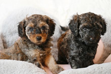 Zuckersüße Toy-Zwergpudel Babys suchen ein liebevolles Zuhause!