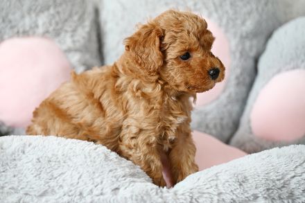 Zuckersüße Toy-Zwergpudel Babys suchen ein liebevolles Zuhause!