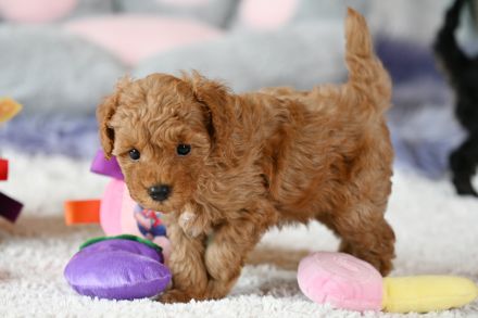 Zuckersüße Toy-Zwergpudel Babys suchen ein liebevolles Zuhause!