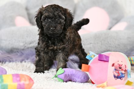 Zuckersüße Toy-Zwergpudel Babys suchen ein liebevolles Zuhause!