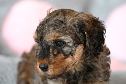 Zuckersüße Toy-Zwergpudel Babys suchen ein liebevolles Zuhause!