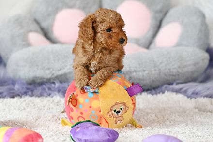 Zuckersüße Toy-Zwergpudel Babys suchen ein liebevolles Zuhause!