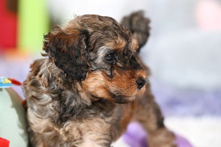 Zuckersüße Toy-Zwergpudel Babys suchen ein liebevolles Zuhause!