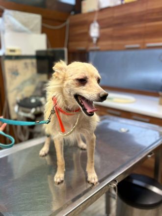 Snowy- ein Herz auf vier Pfoten sucht dich!🩵🐶