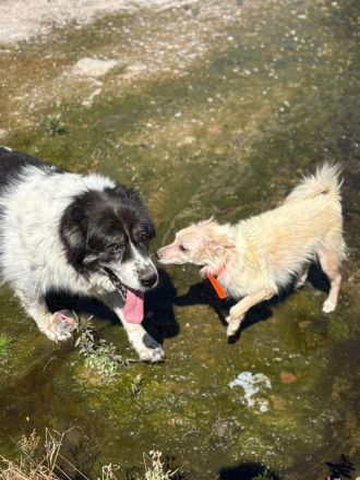 Snowy- ein Herz auf vier Pfoten sucht dich!🩵🐶