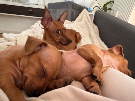 süße Miniatur Zwergpinscher-Welpen suchen ihr Traumzuhause
