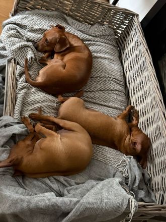 süße Miniatur Zwergpinscher-Welpen suchen ihr Traumzuhause