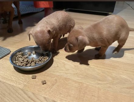 süße Miniatur Zwergpinscher-Welpen suchen ihr Traumzuhause